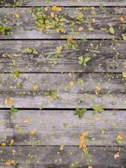 Transmigration: Feel