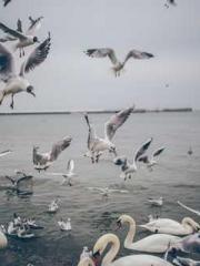 Super husband Lin Xi