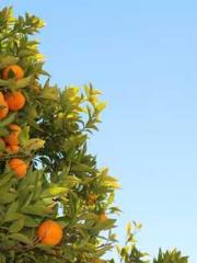 Super husband Lin Xi