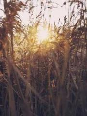 Cold-hearted Inkapos